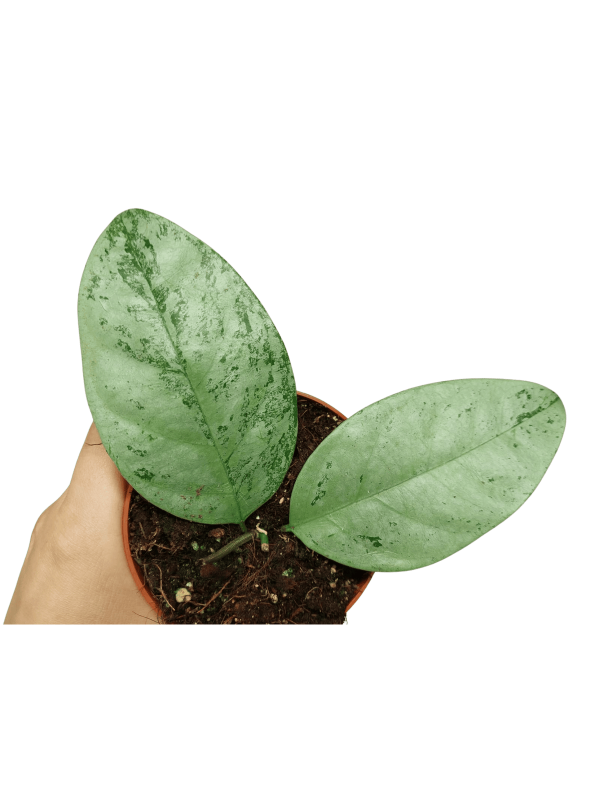 Hoya Coriacea Silver