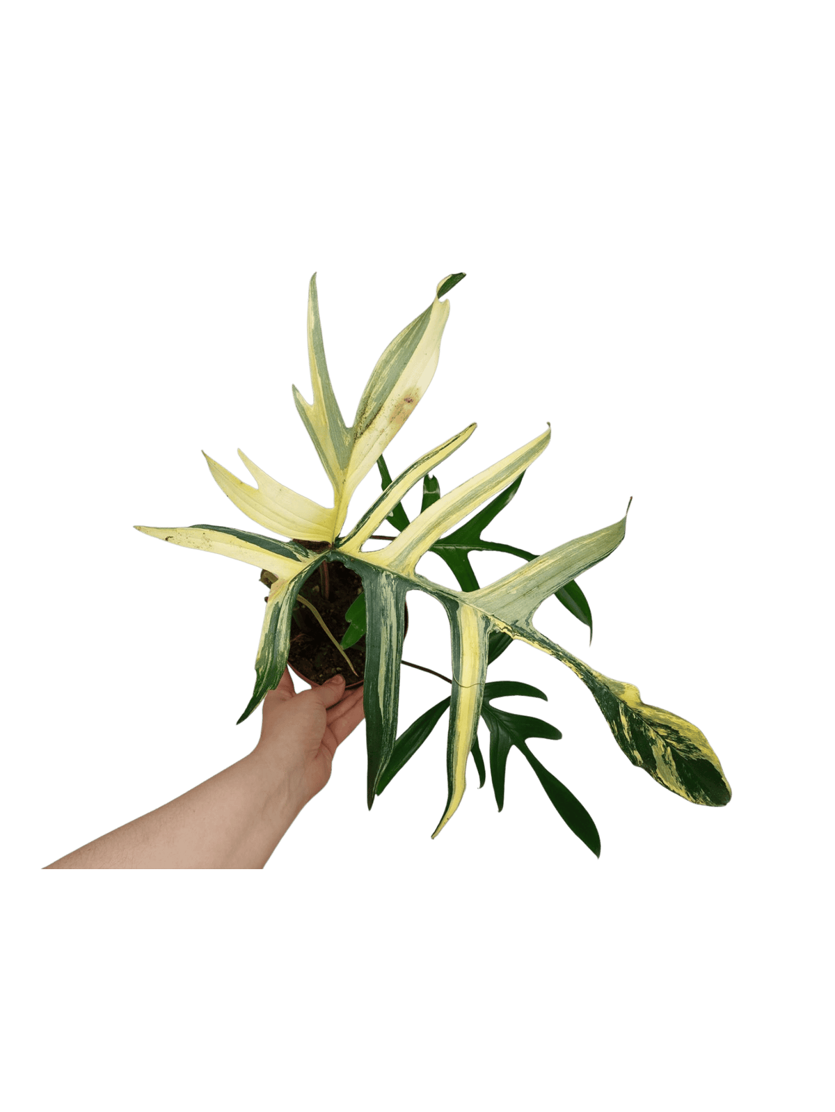Philodendron Polypodiodes Variegata