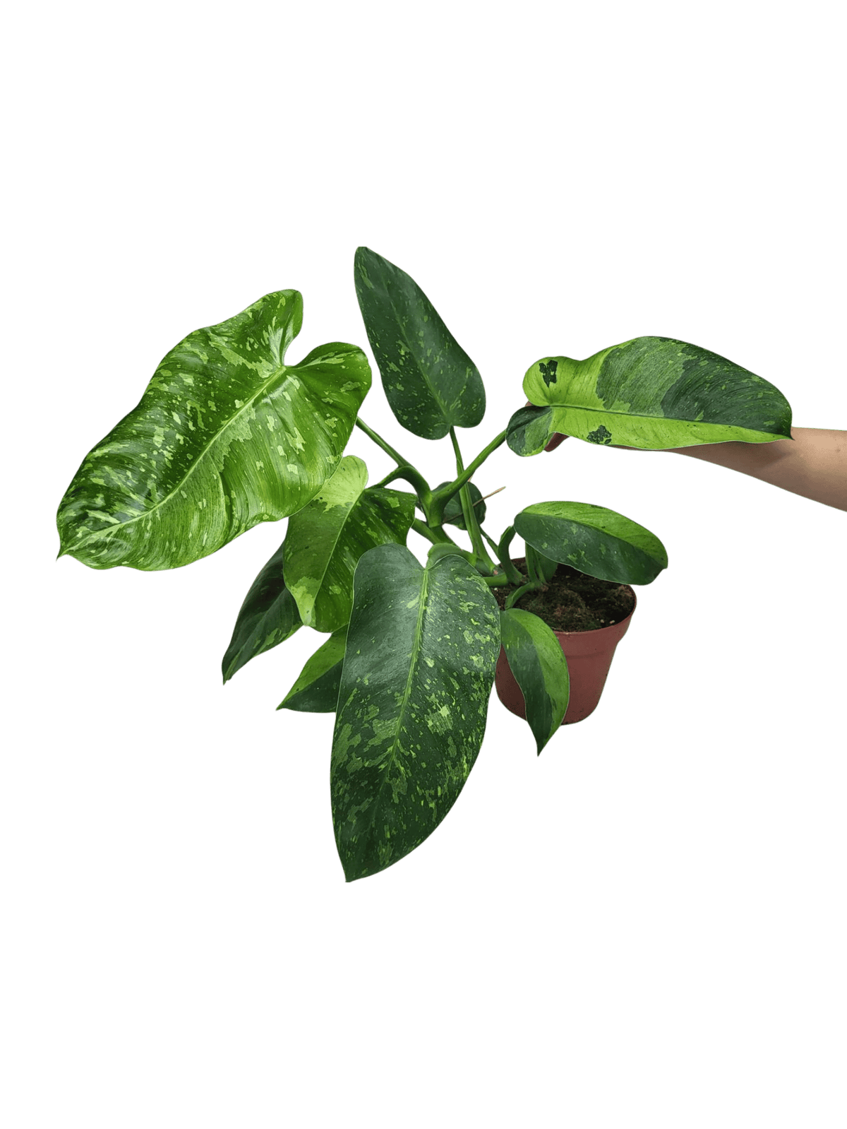 Philodendron Jose Buono groß