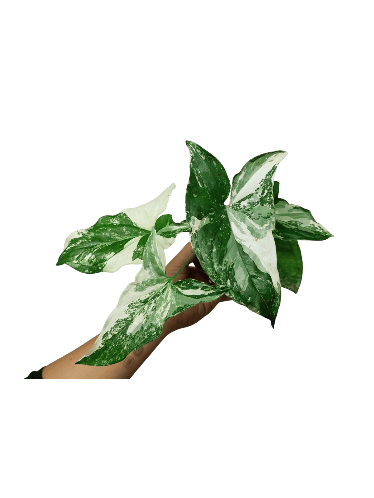 Syngonium Variegata