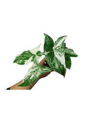 Syngonium Variegata