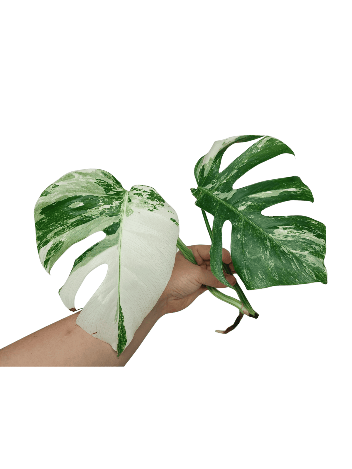 Sad Plants