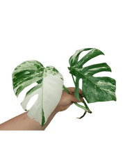 Sad Plants
