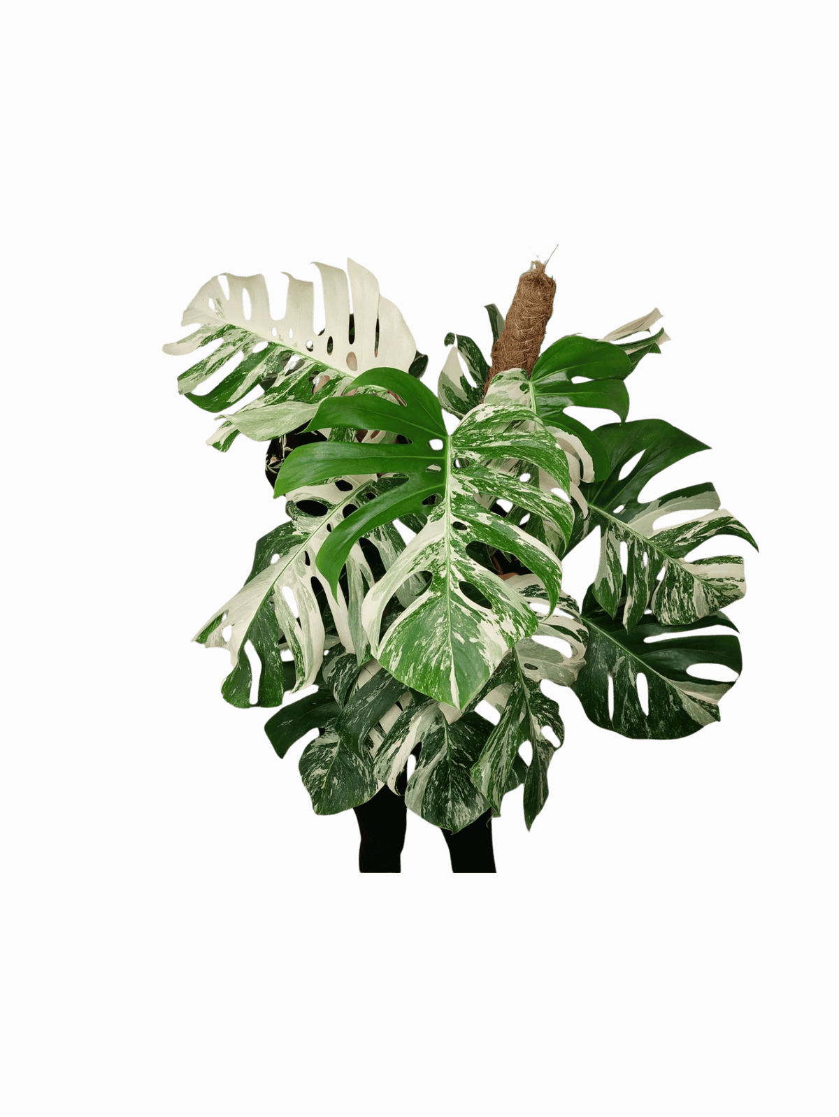 Monstera Variegata buschig