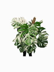 Monstera Variegata buschig