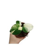 Monstera Jungle Mint