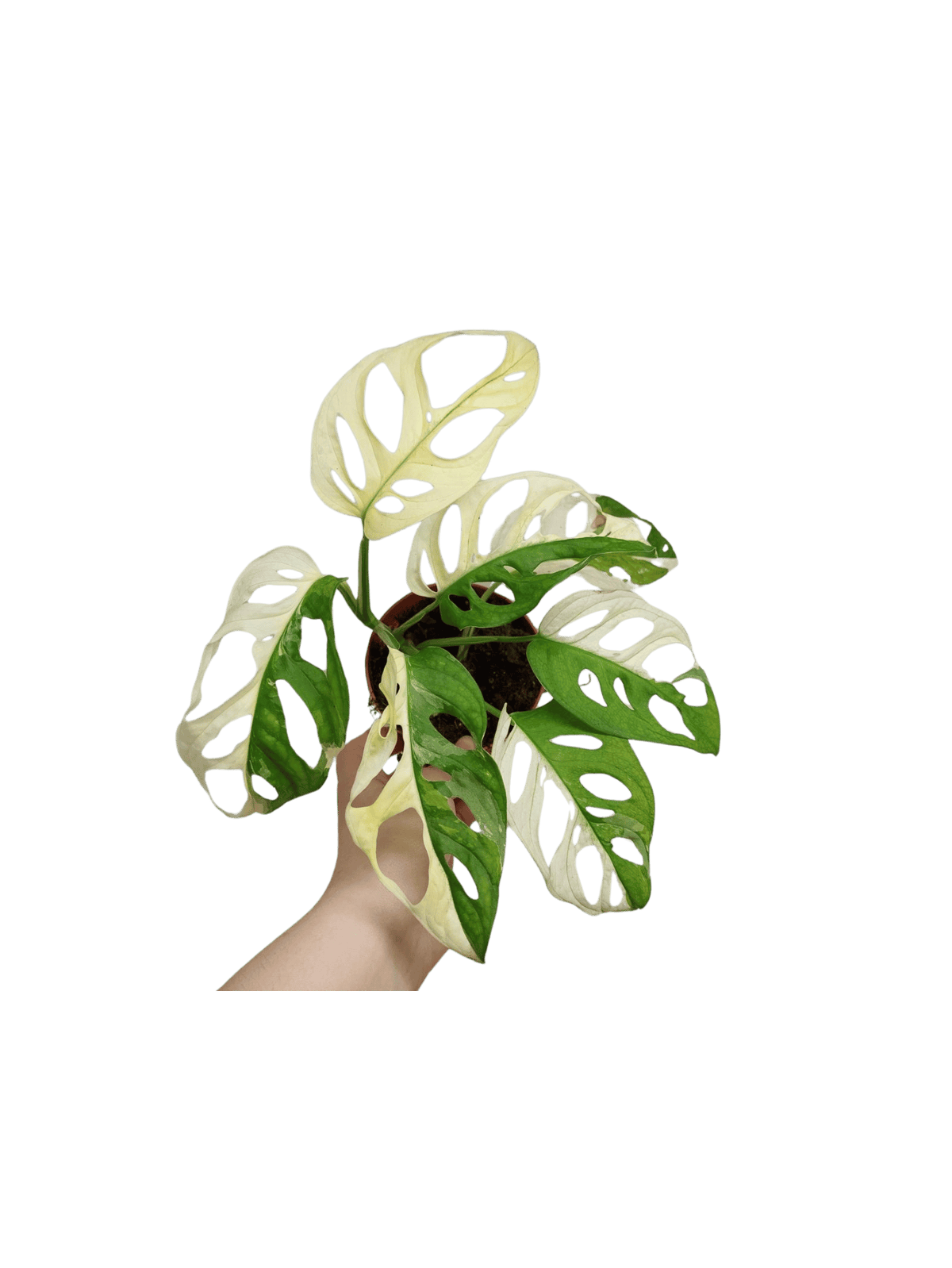 Monstera Adansonii Variegata