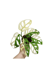 Monstera Adansonii Variegata