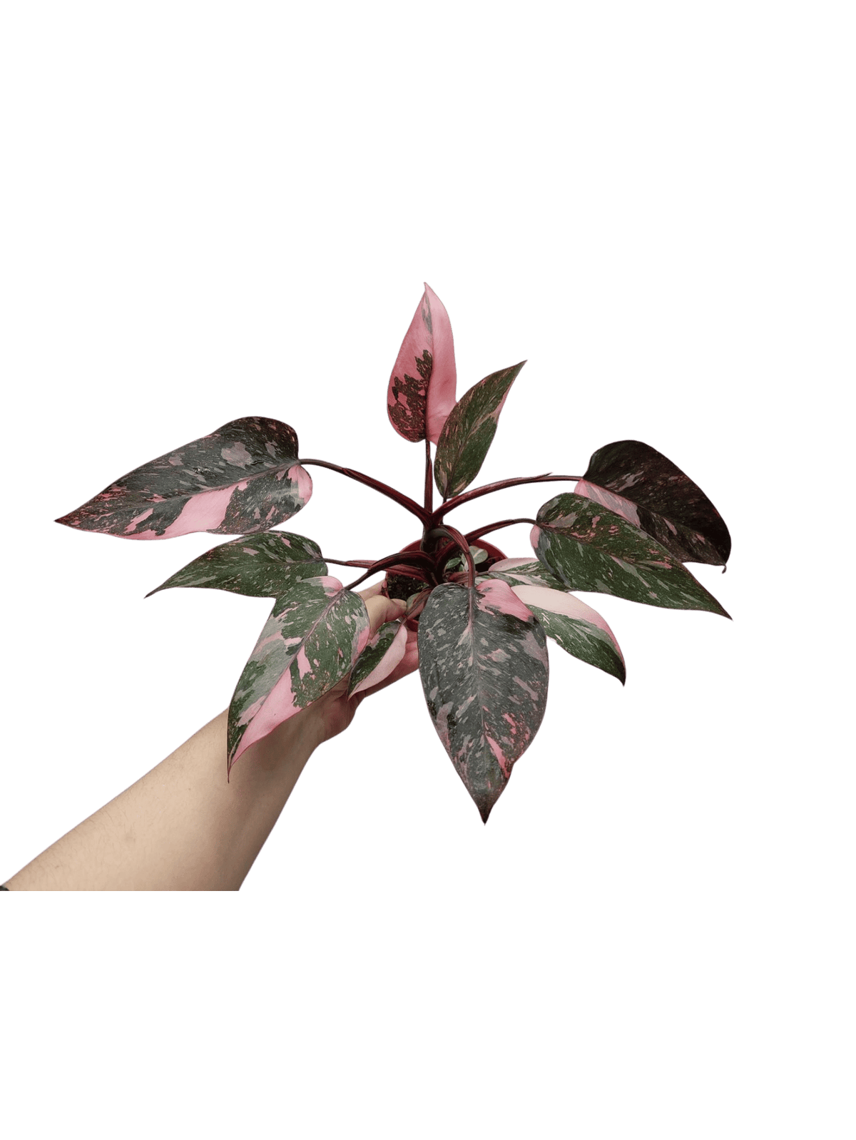 Philodendron Pink Princess Marble Galaxy