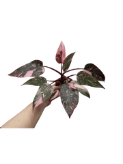 Philodendron Pink Princess Marble Galaxy