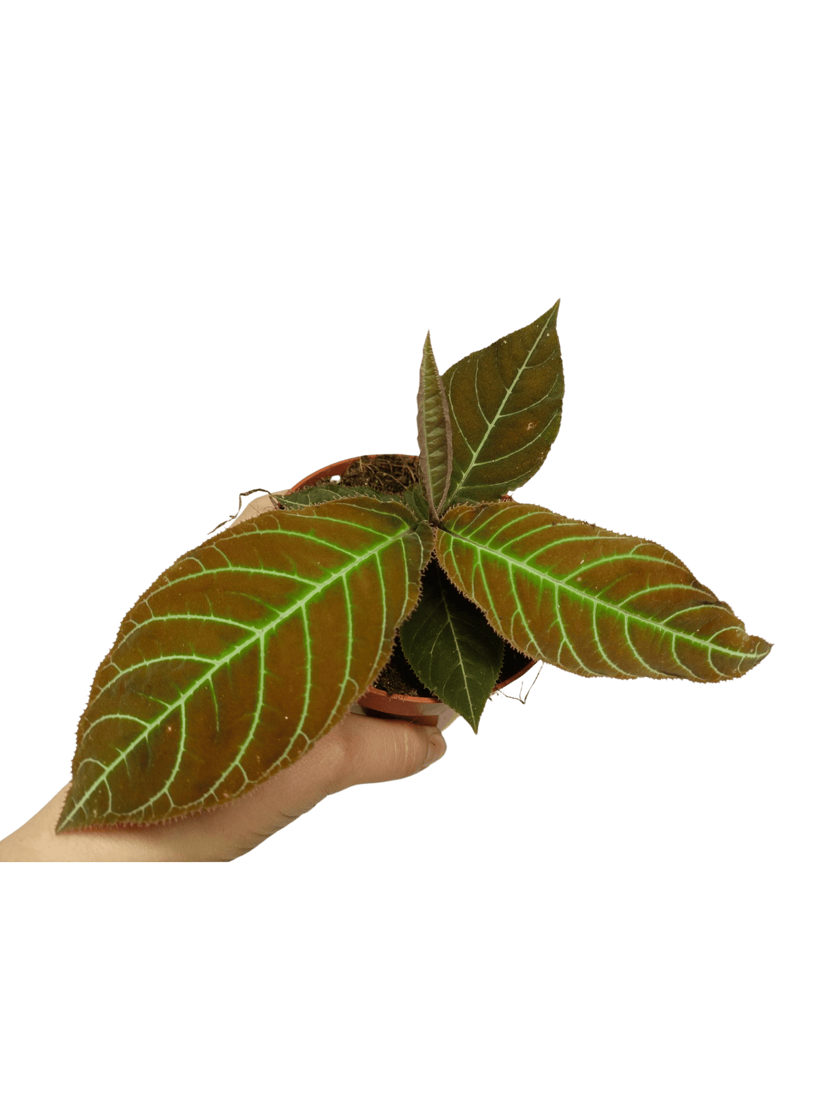 Labisia Gigantifolia