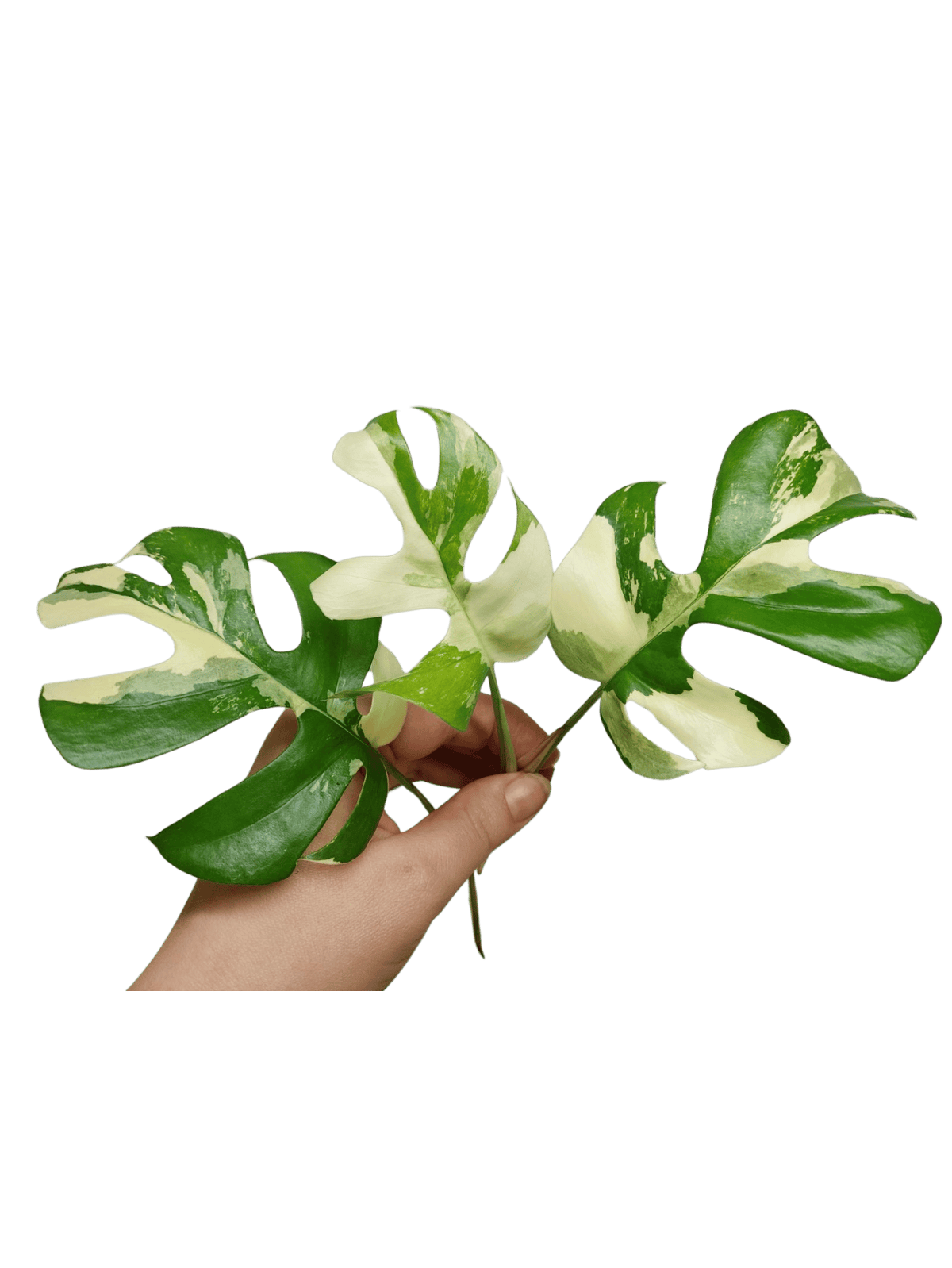 Monstera Minima / Raphidophora Tetrasperma Variegata Steckling