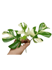 Monstera Minima / Raphidophora Tetrasperma Variegata Steckling