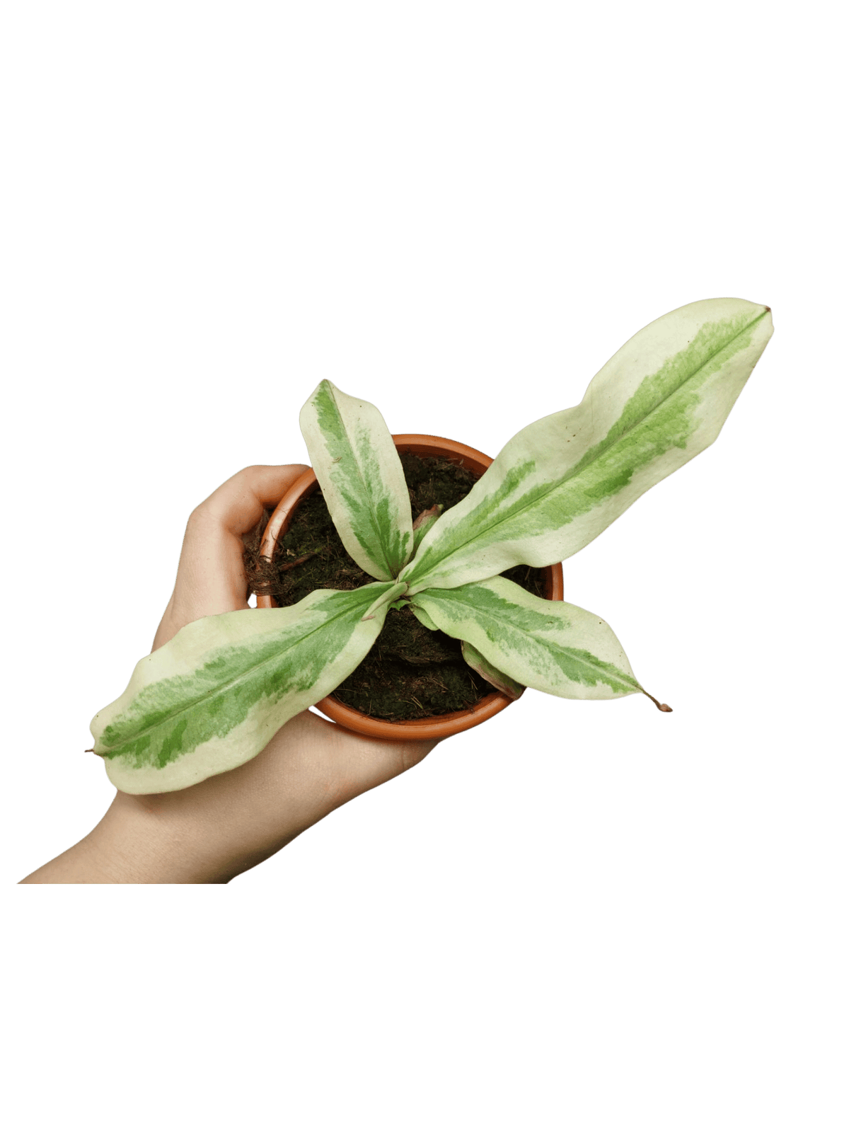 Nepenthes Viking x Ampullaria Variegata