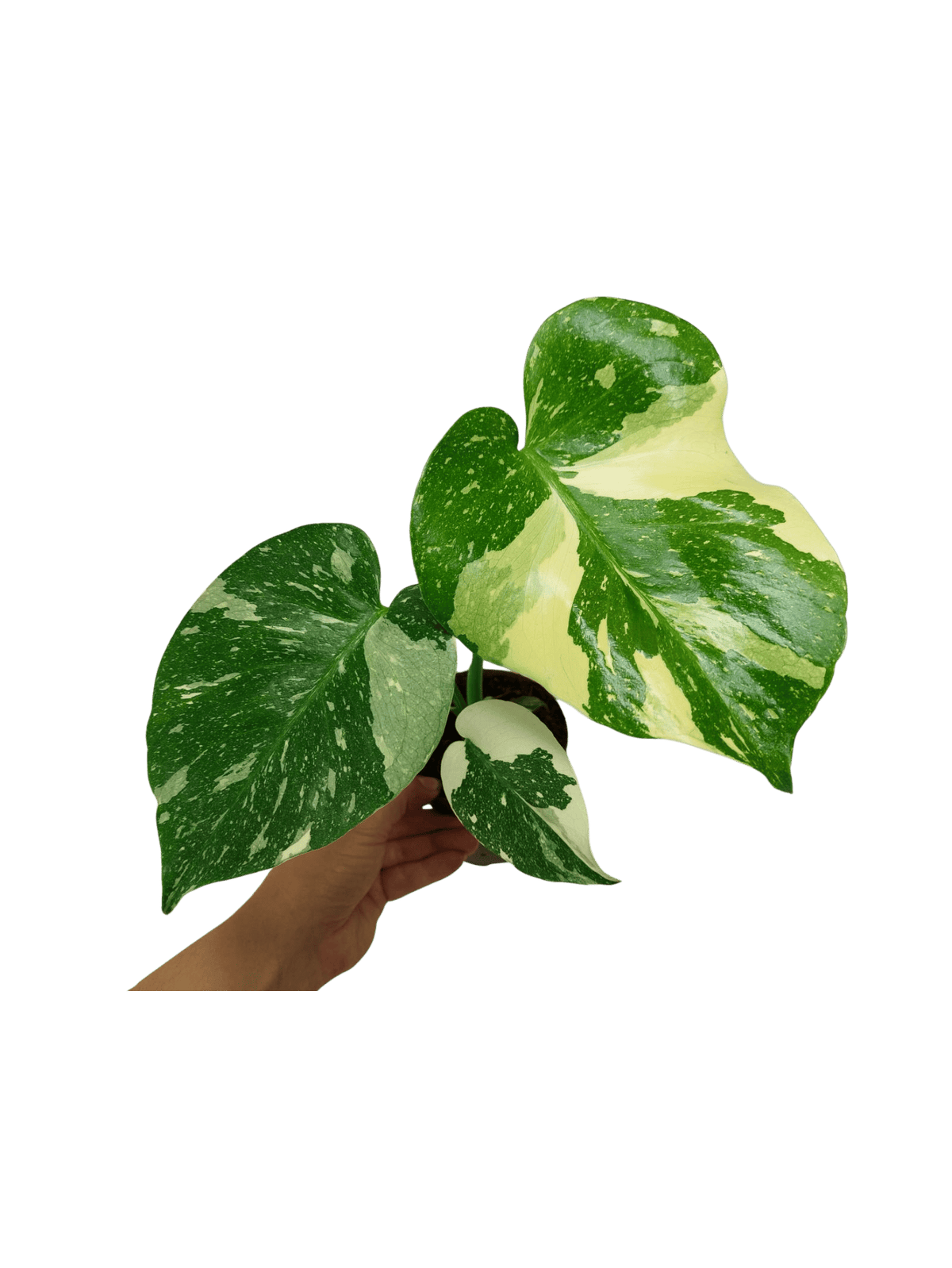 Monstera Thai Constellation