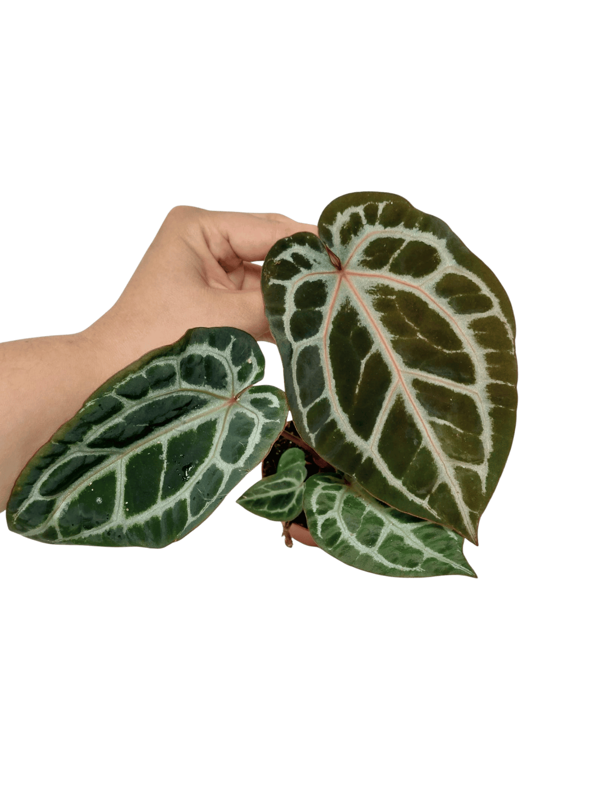 Anthurium Zara x Michelle X Michelle