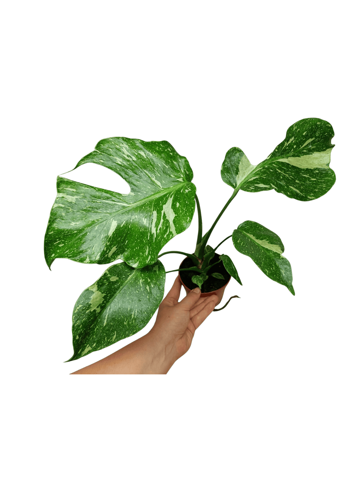 Monstera Electrolight / Electrolyte