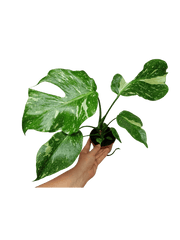 Monstera Electrolight / Electrolyte