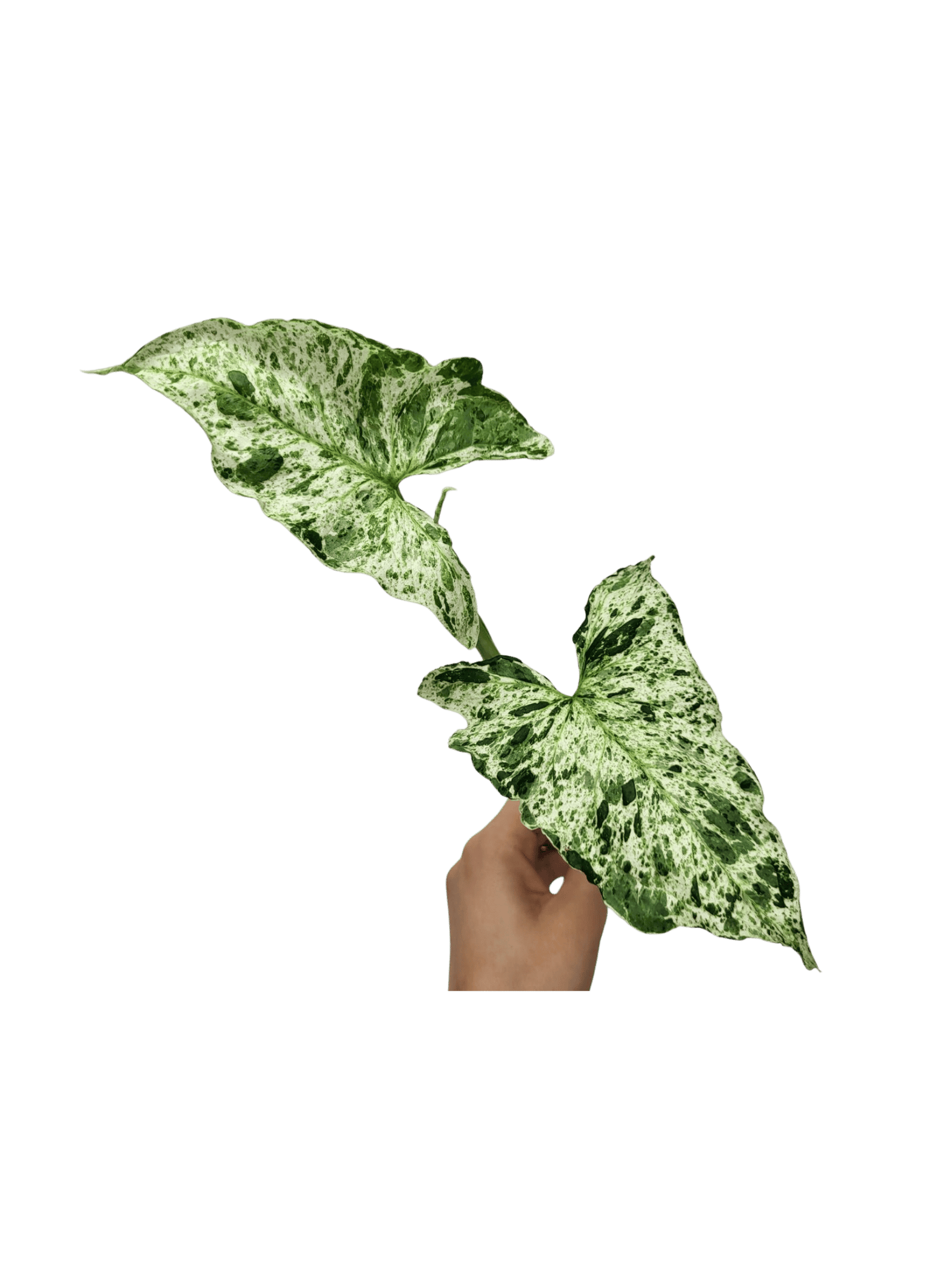 Syngonium  whiteleafplants