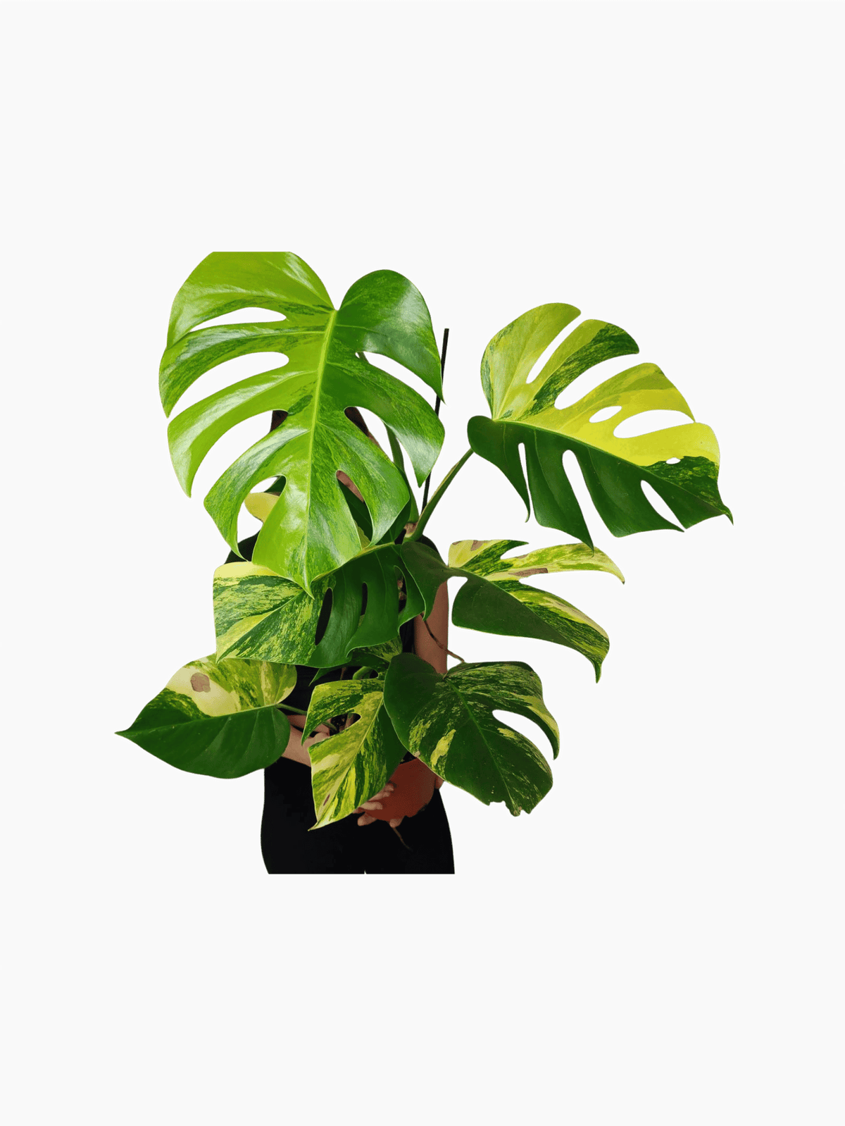 Monstera Aurea