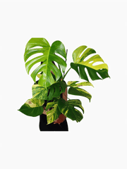 Monstera Aurea