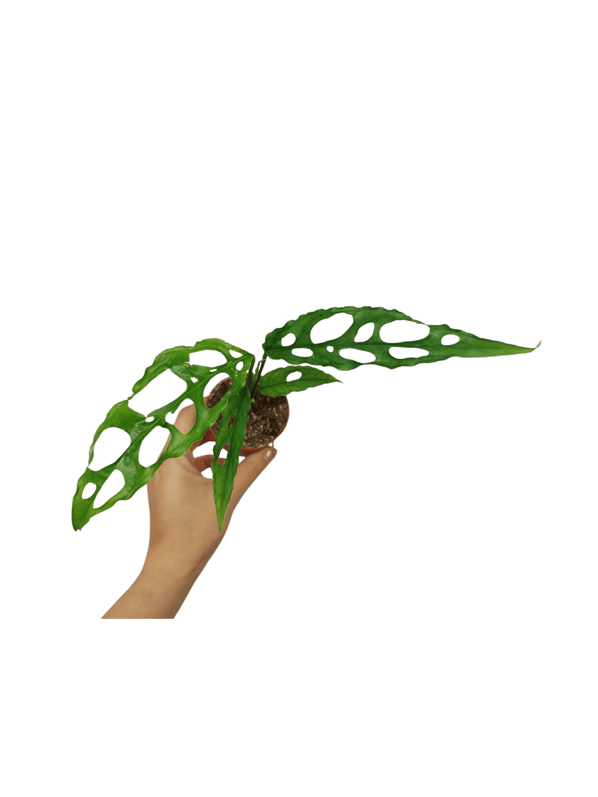 Monstera Obliqua Peru