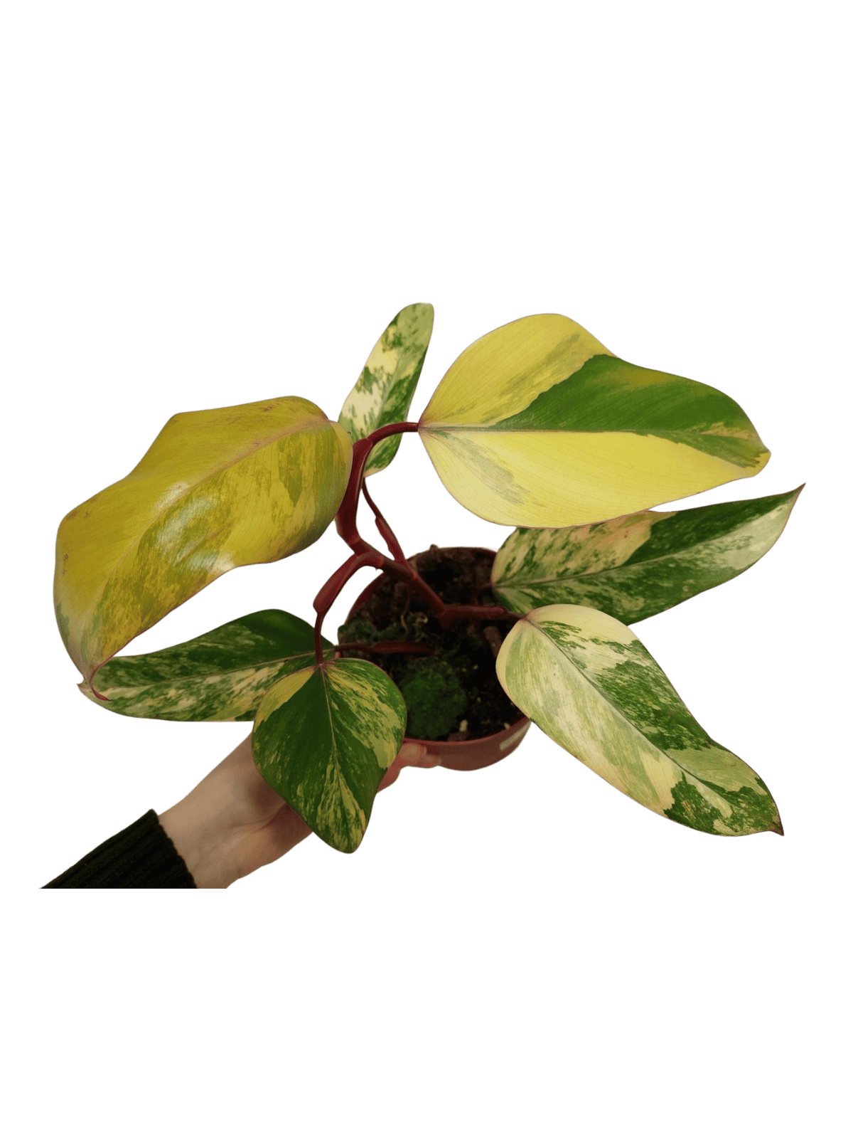Philodendron Strawberry Shake