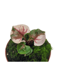 Syngonium Strawberry Ice