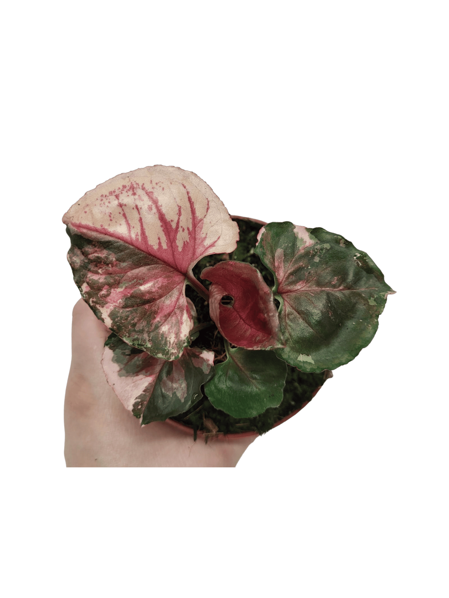 Syngonium  whiteleafplants