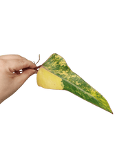 Philodendron Strawberry Shake Steckling