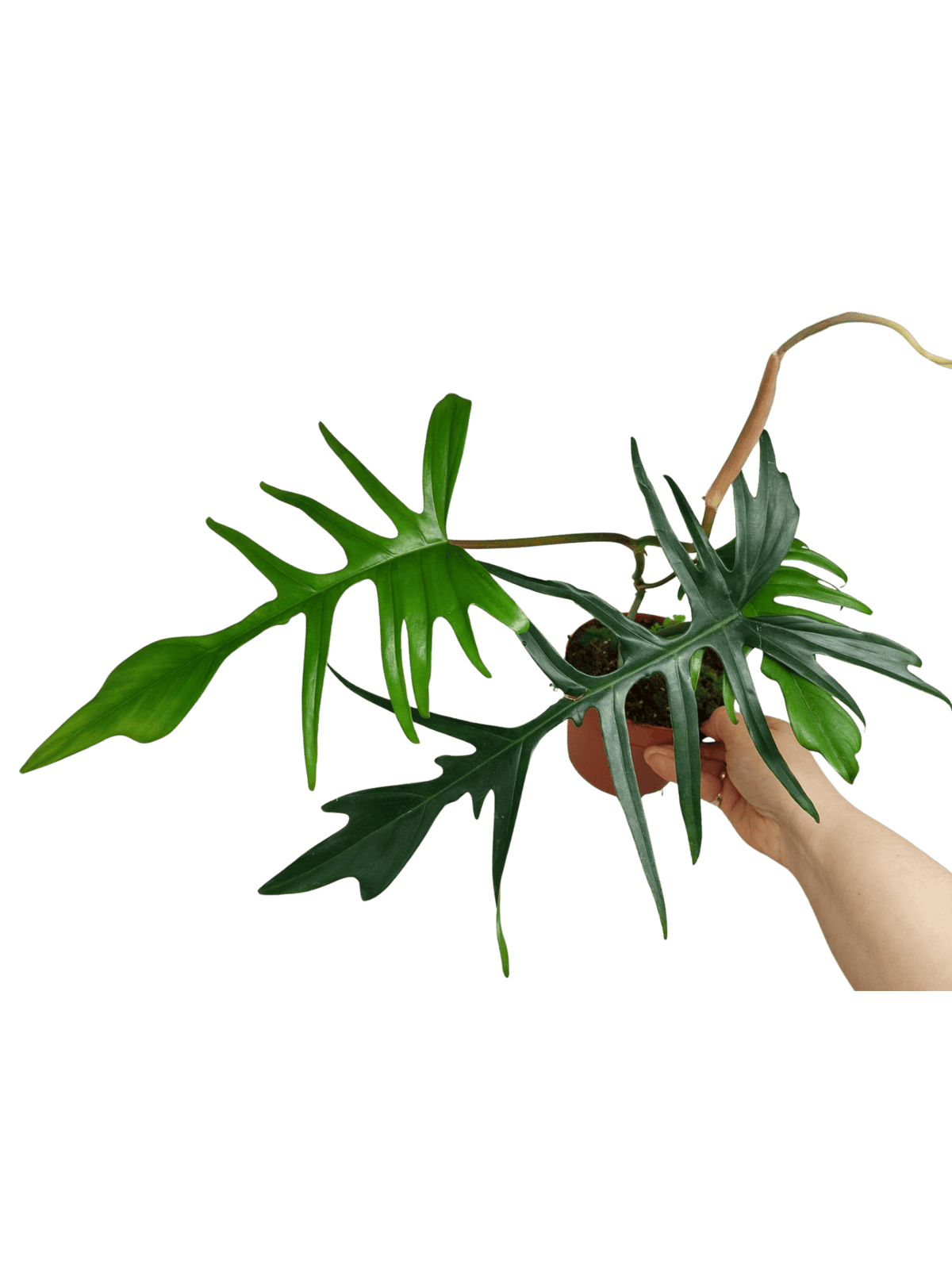 Philodendron Florida Beauty x Tortum