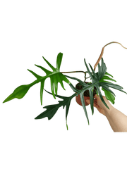 Philodendron Florida Beauty x Tortum