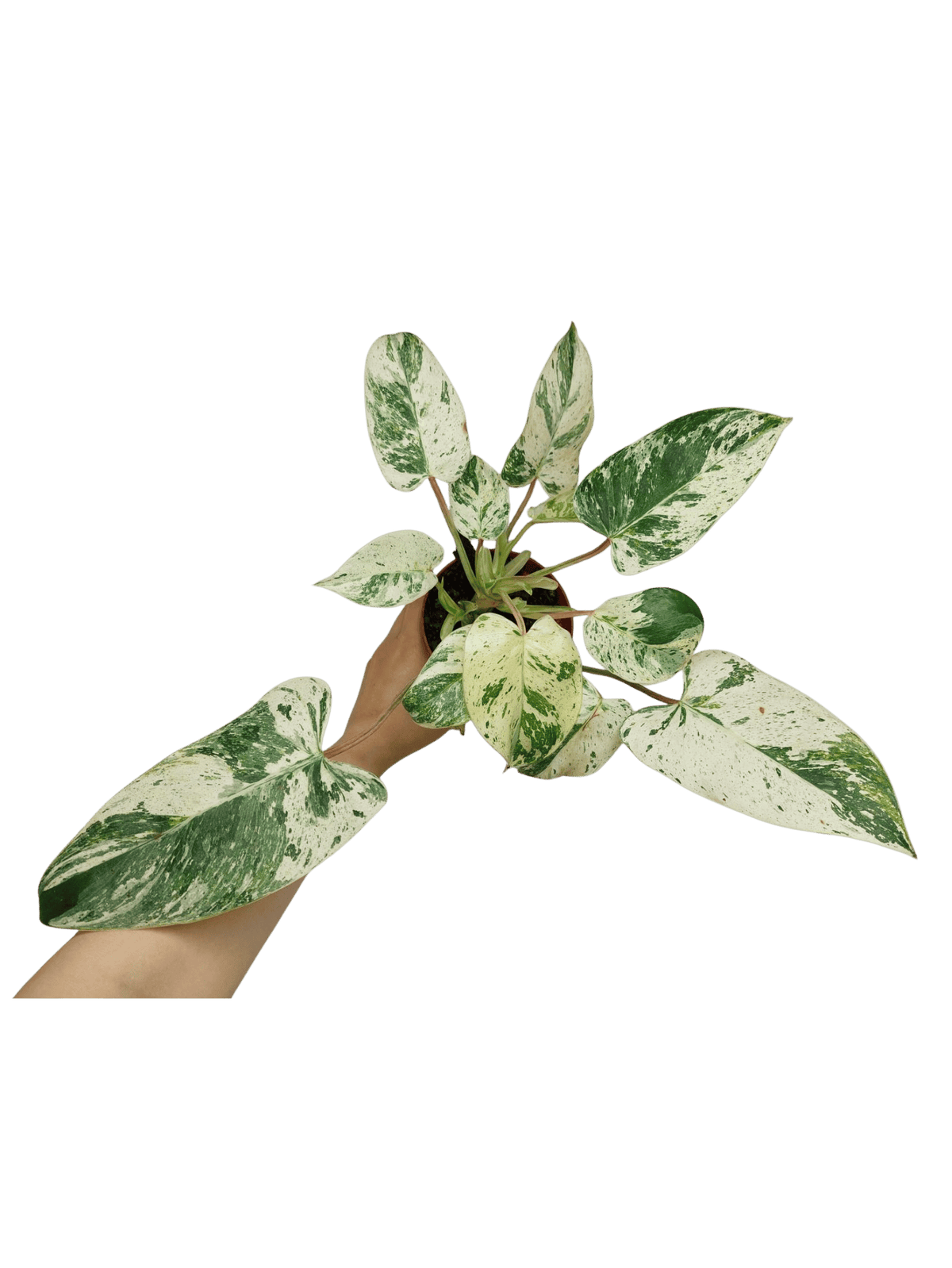 Philodendron Emerald Queen