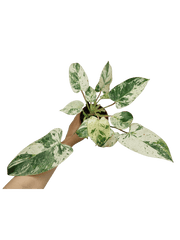 Philodendron Emerald Queen