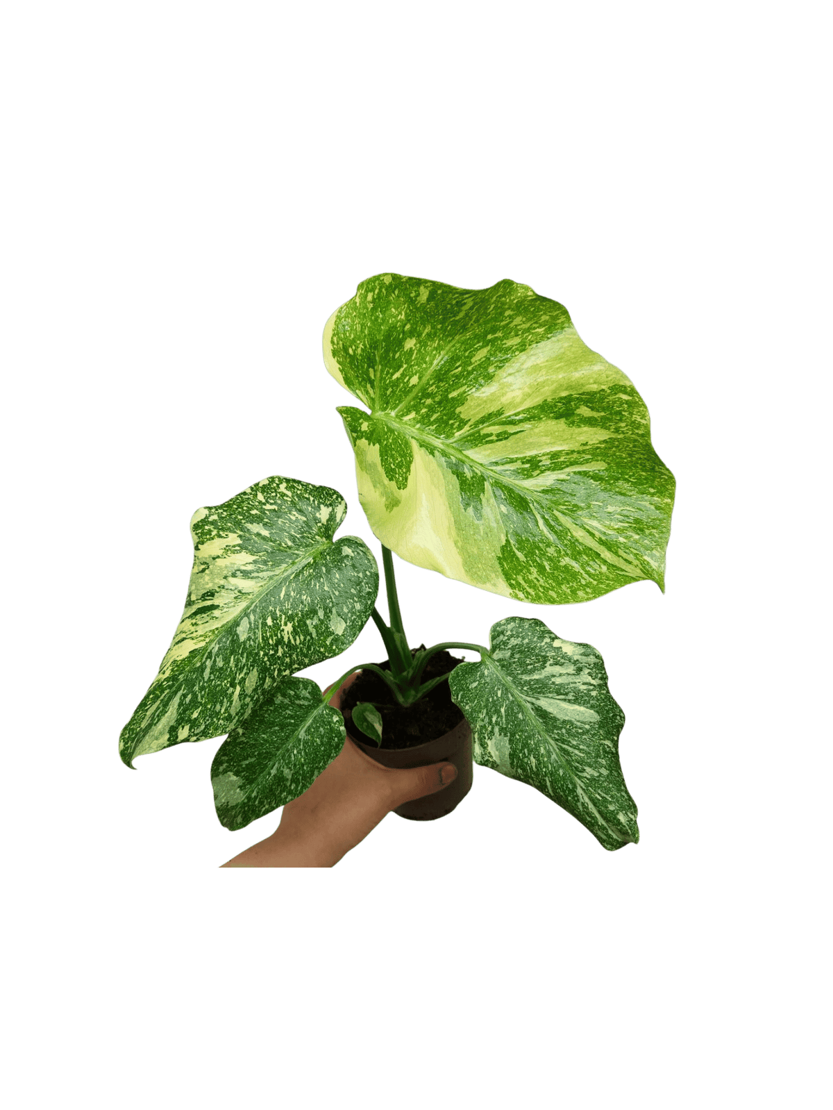 Monstera Thai Creme Brulee