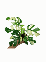 Monstera Minima / Raphidophora Tetrasperma Variegata