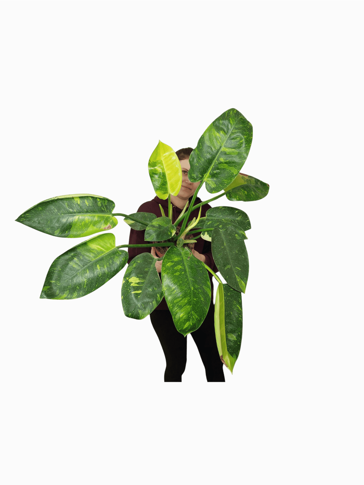 Philodendron Green Congo Variegata groß