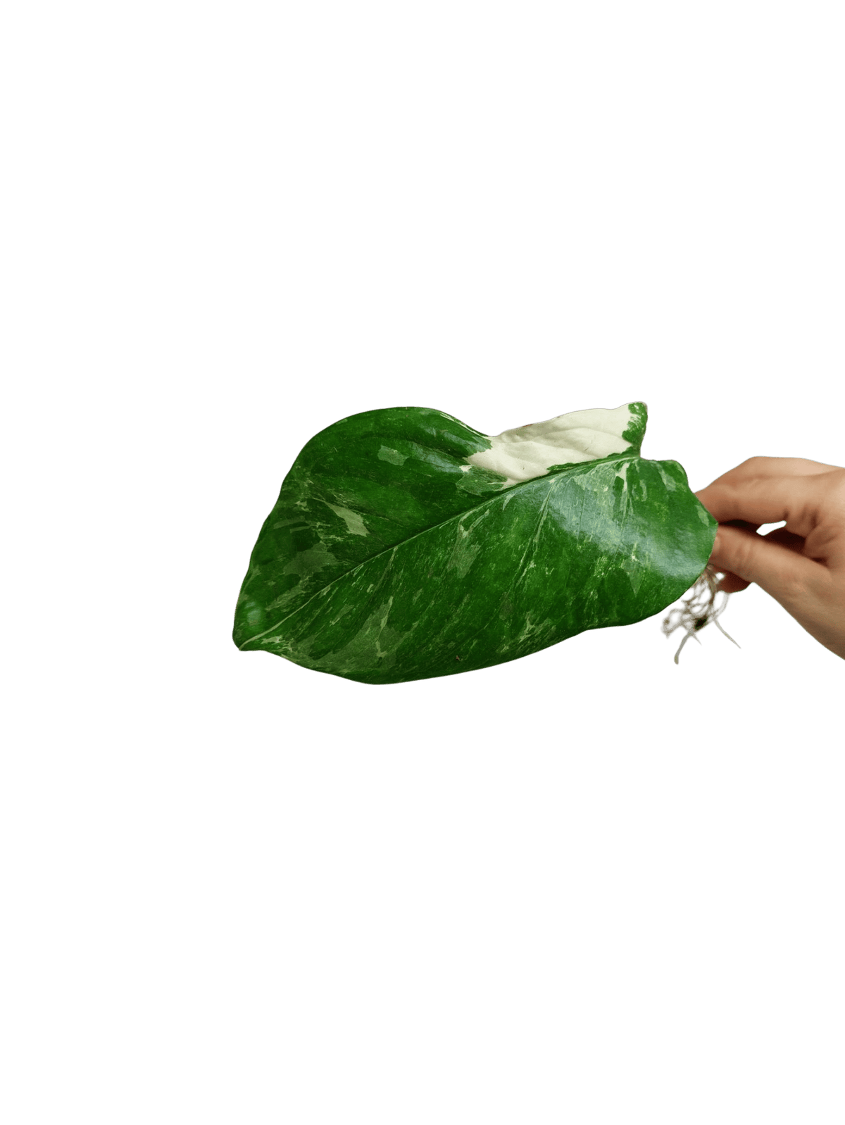 Monstera Lechleriana Variegata Stecklinge