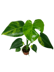 Monstera Aurea Yellow Marilyn
