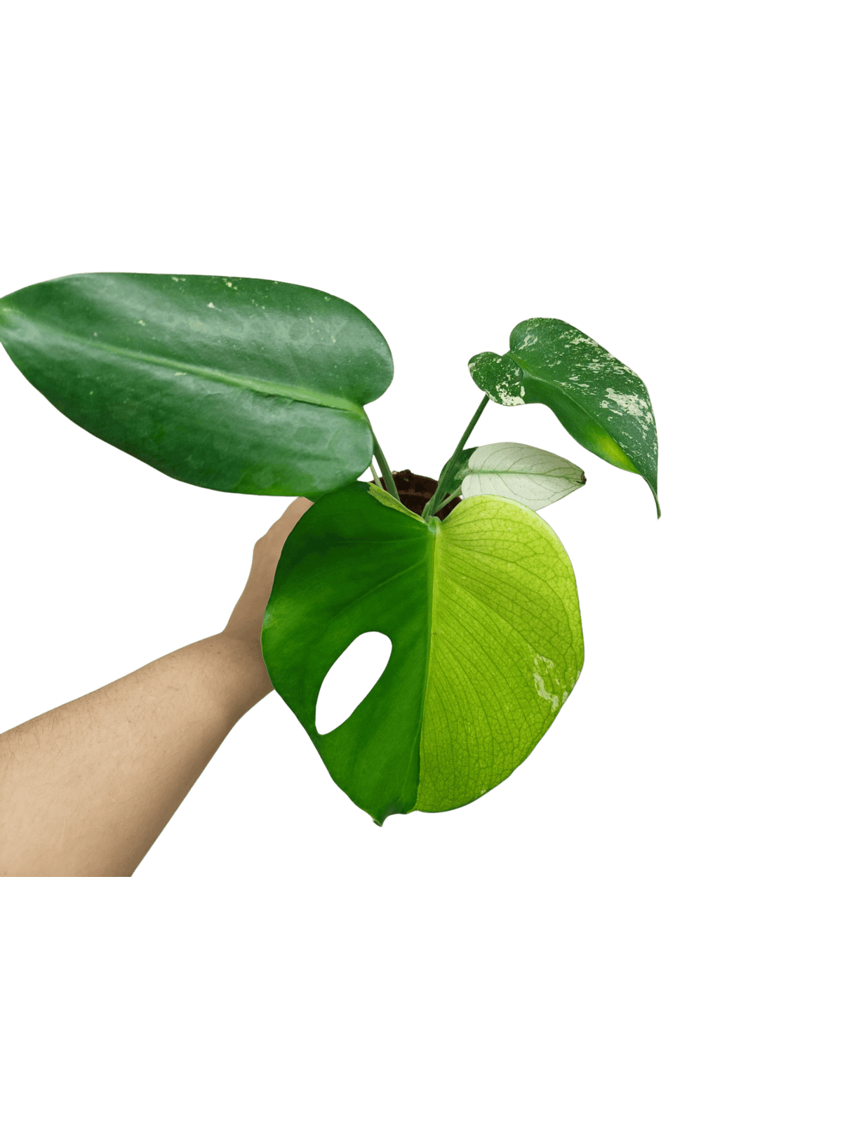 Monstera Jungle Mint