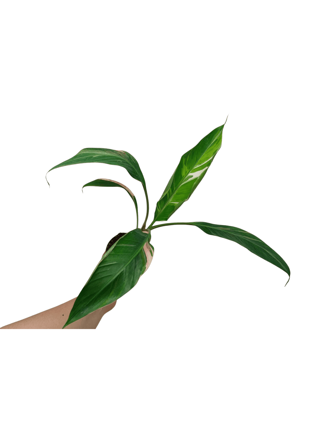 Musa Nono Tricolor
