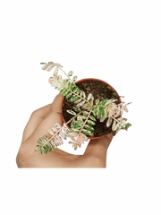 Phyllantus Urinaria Pink Variegata