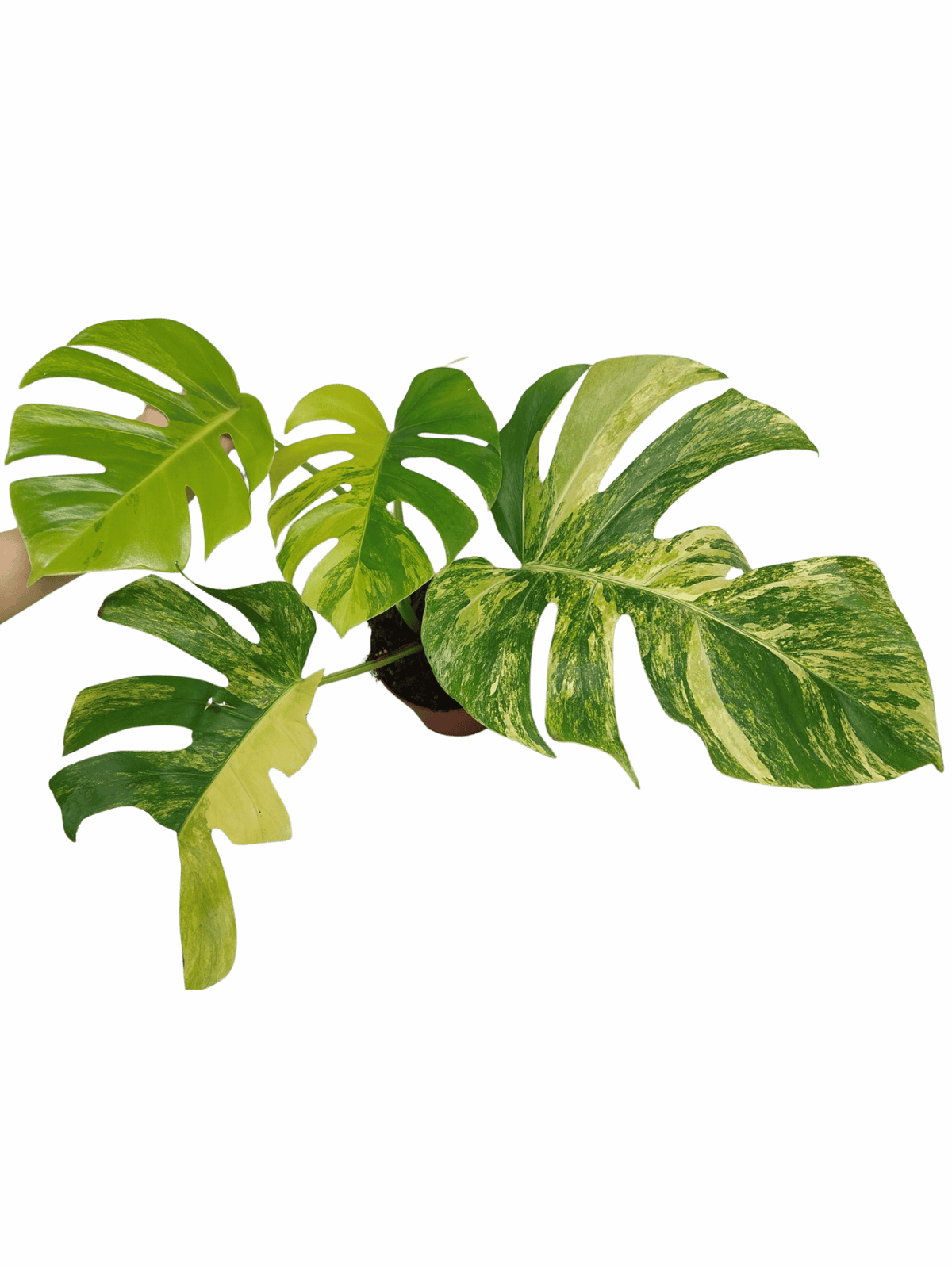 Monstera Aurea Variegata