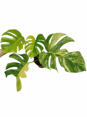 Monstera Aurea Variegata