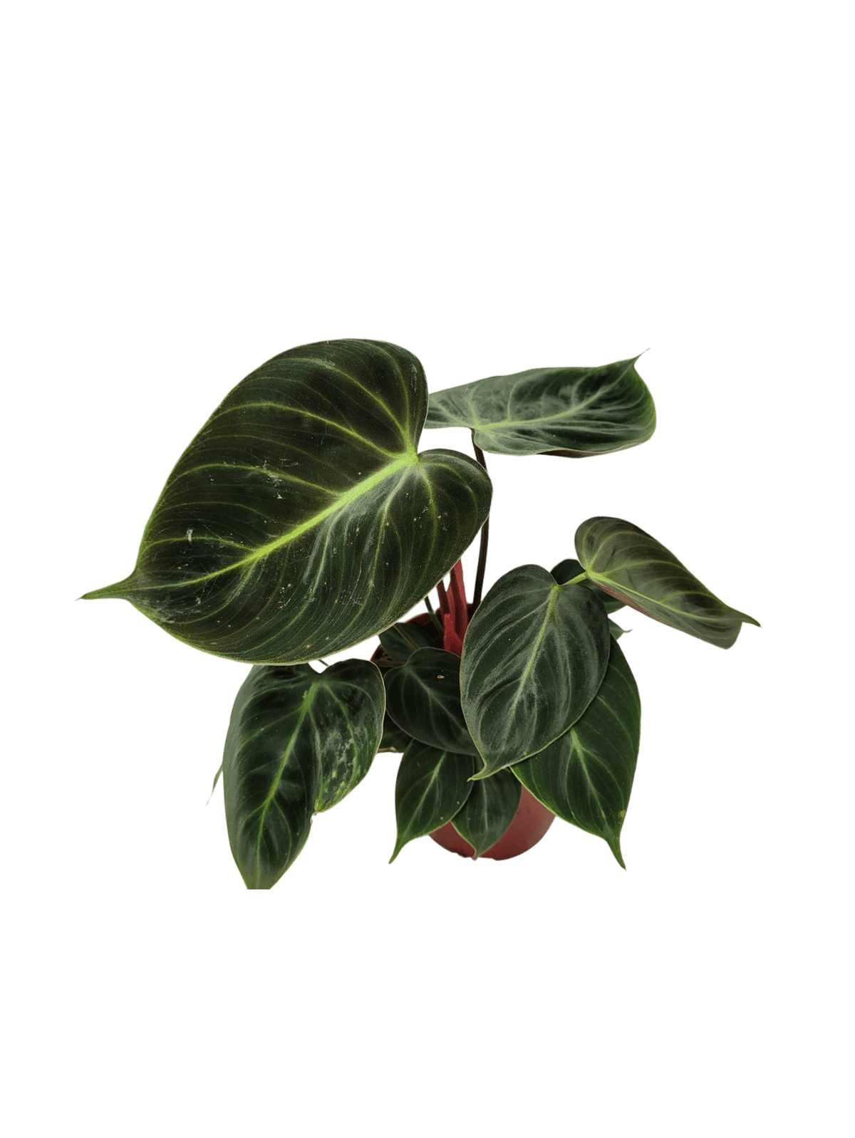 Philodendron El Choco Red