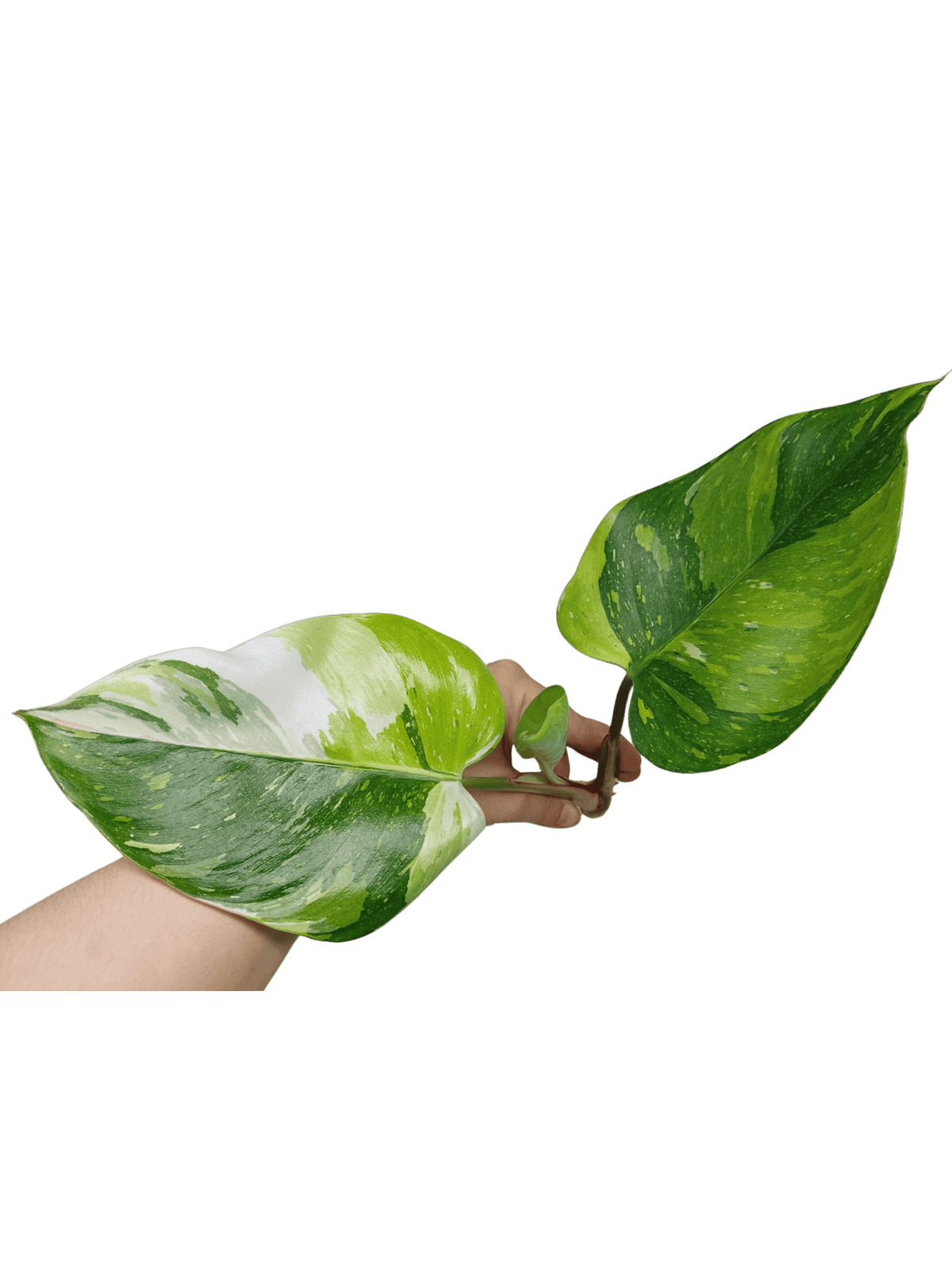 Philodendron White Princess Aurea Tricolor Steckling