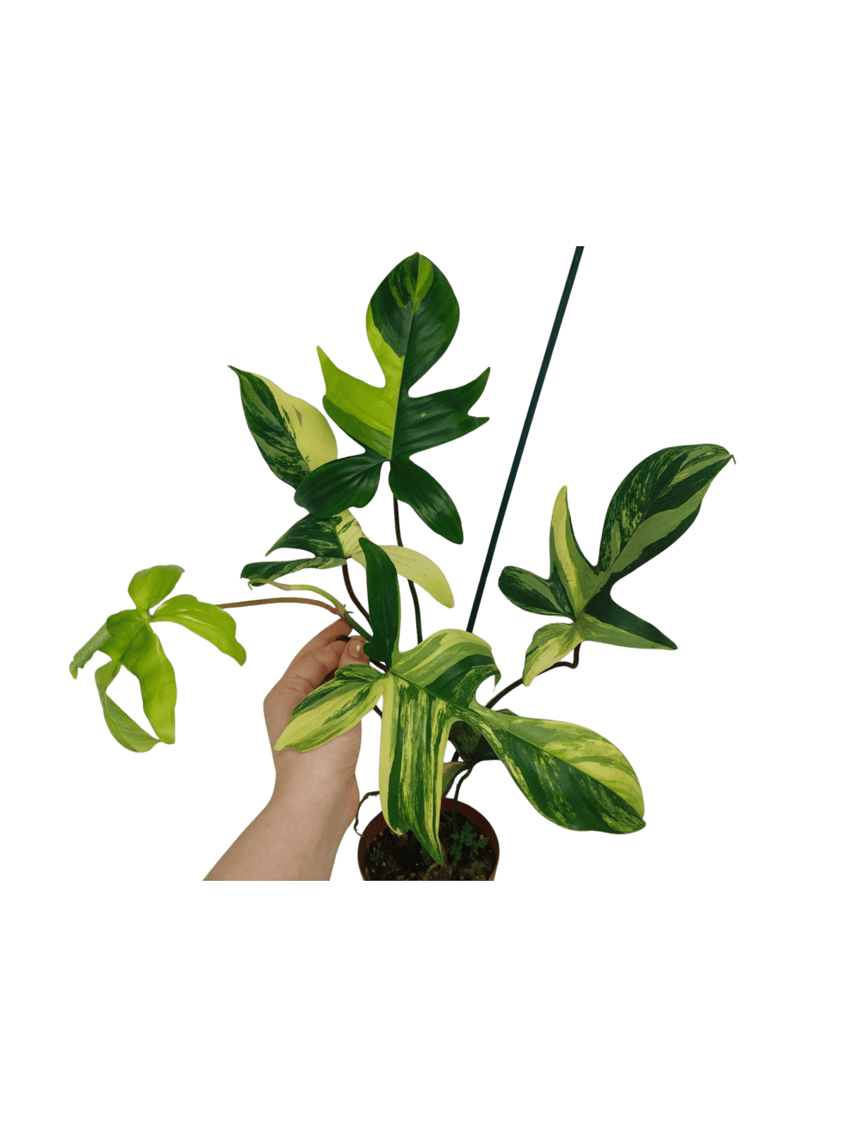 Philodendron Florida Beauty