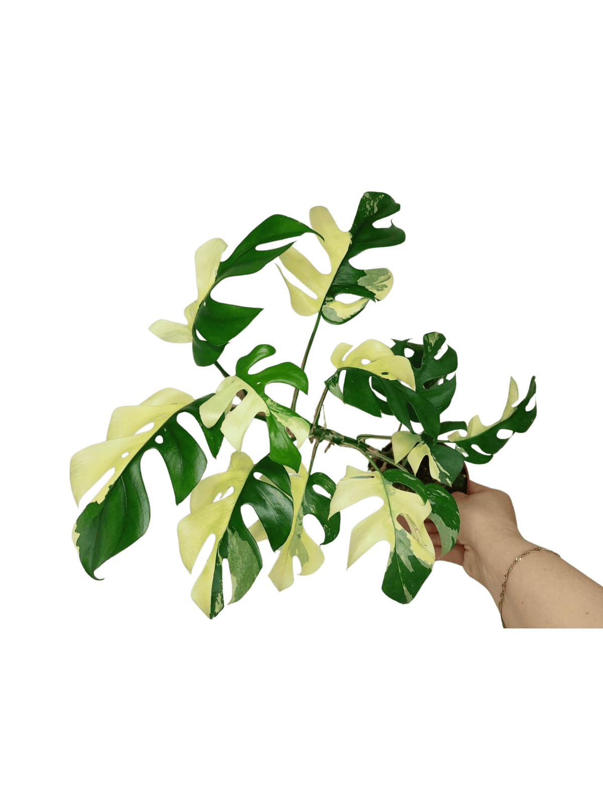 Monstera Minima / Raphidophora Tetrasperma Variegata