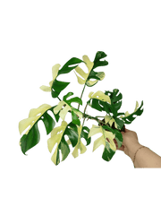 Monstera Minima / Raphidophora Tetrasperma Variegata