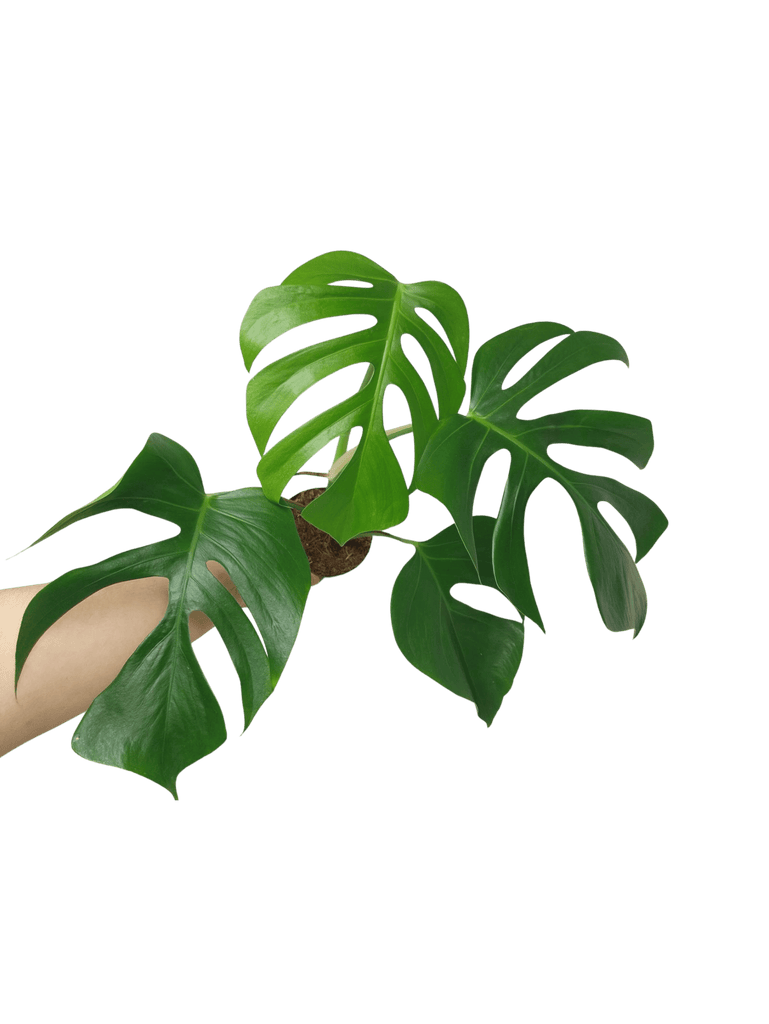 Monstera Sierrana Hawaiian Form  whiteleafplants